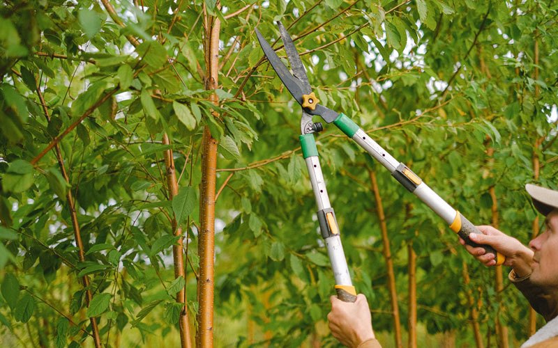 Tree trimming in Reeds, MO